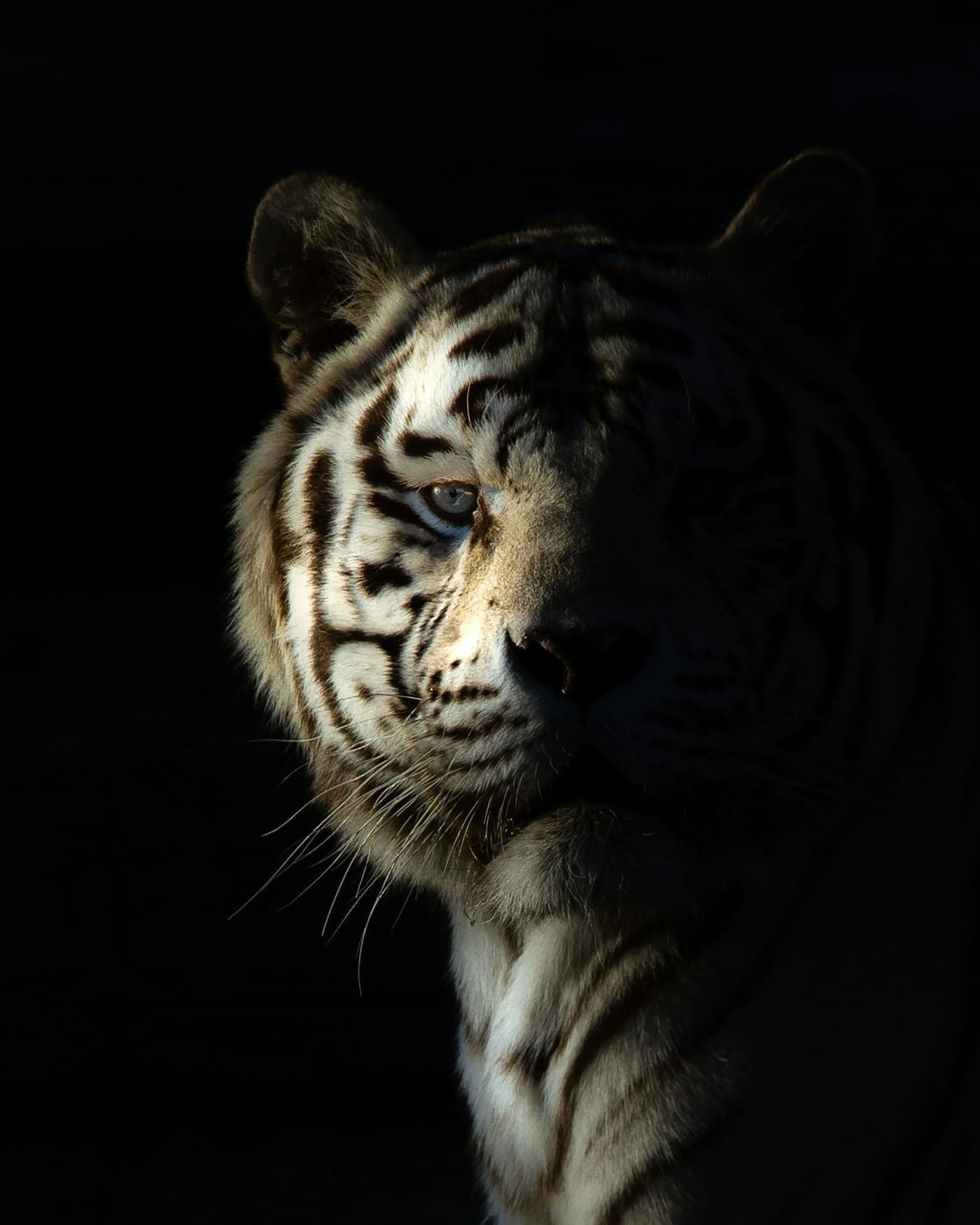 A white tiger stepping out of the dark